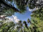 Finland, Kuusamo, Oulanka National Park. Art Print